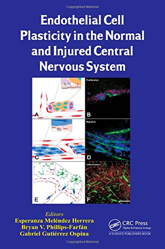 Endothelial Cell Plasticity in the Normal and Injured Central Nervous System 2015