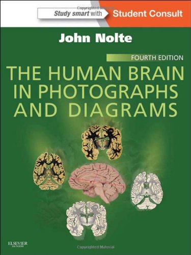 مغز انسان در تصاویر و نمودارها