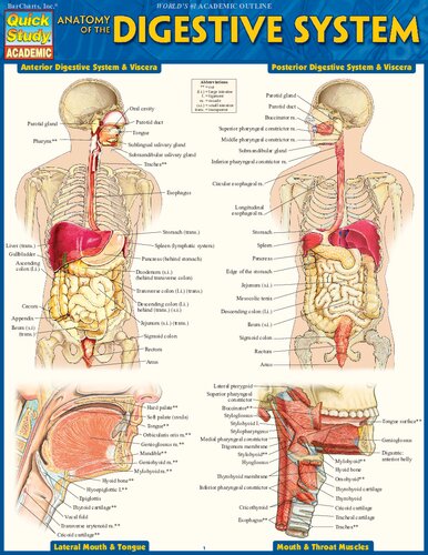 Anatomy of the Digestive System: QuickStudy Laminated Reference Guide 2017