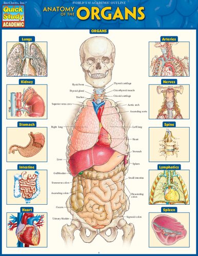 Anatomy of the Organs: QuickStudy Laminated Reference Guide 2017