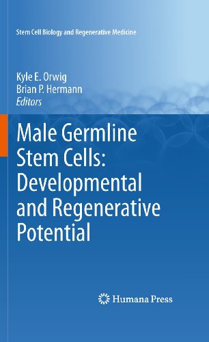 Male Germline Stem Cells: Developmental and Regenerative Potential 2010