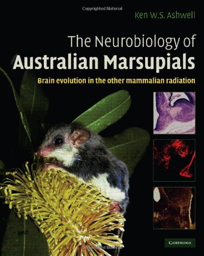 The Neurobiology of Australian Marsupials: Brain Evolution in the Other Mammalian Radiation 2010