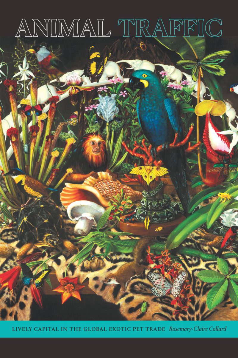 قاچاق حیوانات: پایتخت پر جنب و جوش تجارت جهانی حیوانات خانگی عجیب و غریب ۲۰۲۰